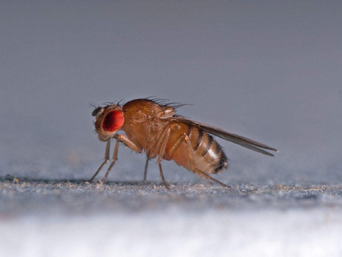 Мошка Дрозофила